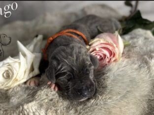 Pure Bred AKC Great Dane Puppies