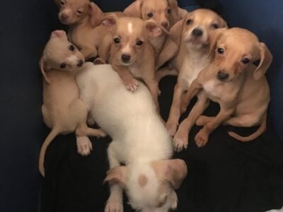 Cute puppies 🐶