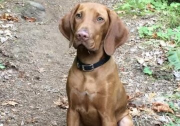Hunting Vizsla puppy
