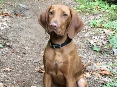 Hunting Vizsla puppy