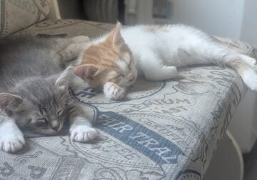 Partially litter trained kittens looking for you!