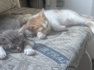 Partially litter trained kittens looking for you!