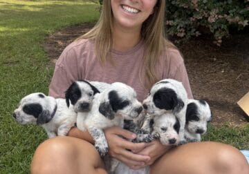 English Cocker Pups