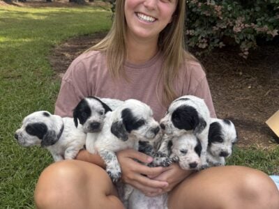 English Cocker Pups