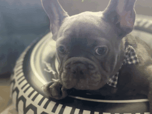 French’s Bulldog