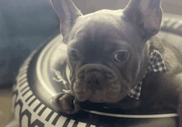 French’s Bulldog