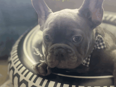 French’s Bulldog