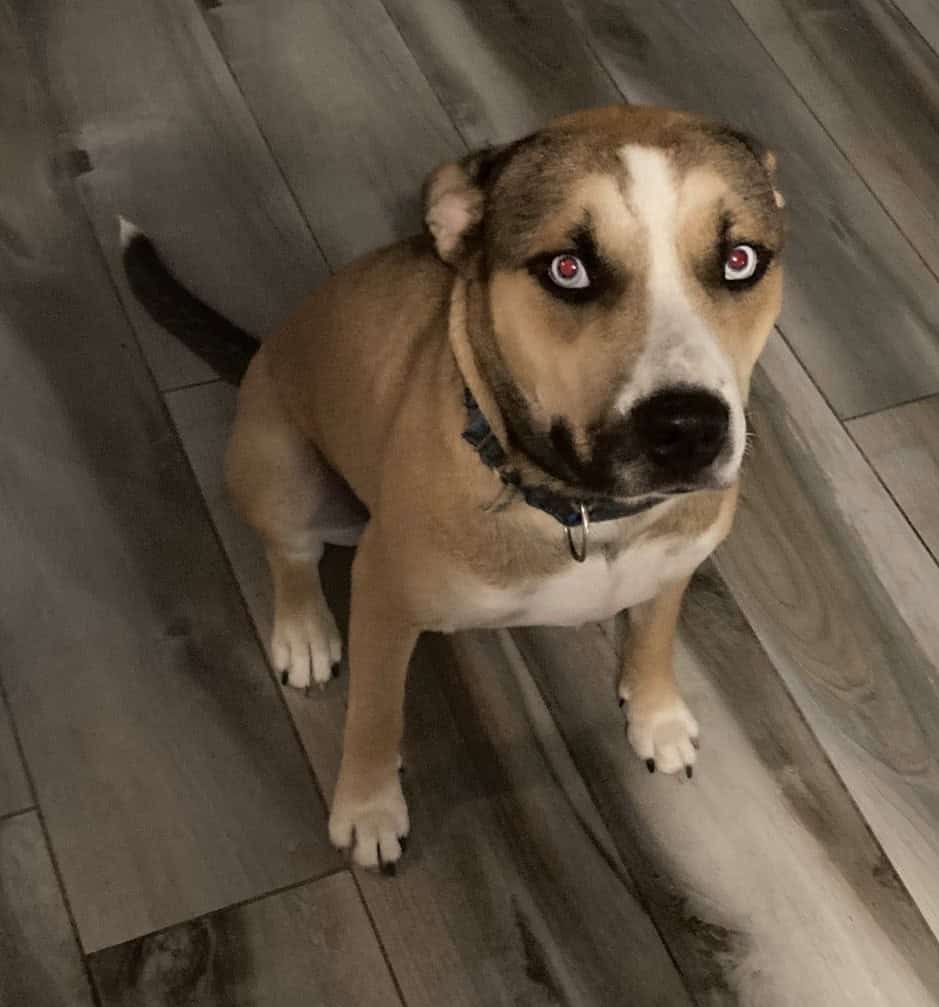 Most amazing dog needs a 2nd chance...Meet Draco:) image 2