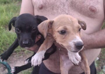 FREE PUPPIES