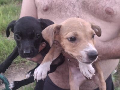 FREE PUPPIES
