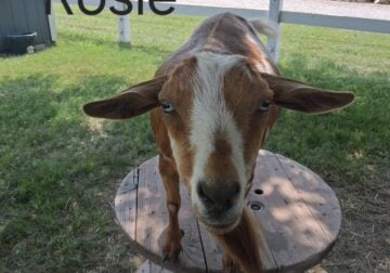 Nigerian Dwarf Doe