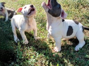 American Bully Buddies- – Ready to be rehomed