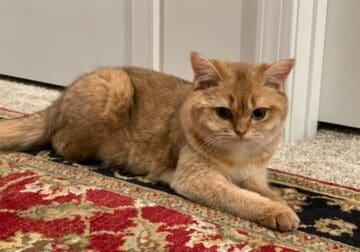 💙 Scottish Fold Siblings – Just Under 2 Years