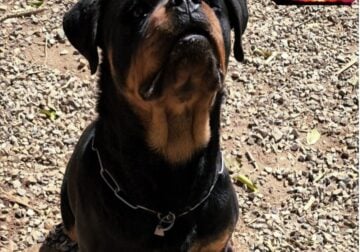 Exotic Adult Rottweiler Available
