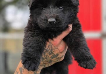 Long coat GSD
