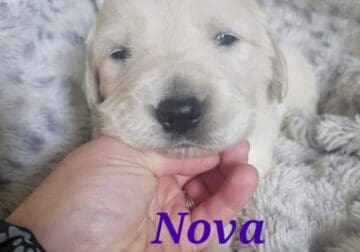 English Cream Golden Retriever