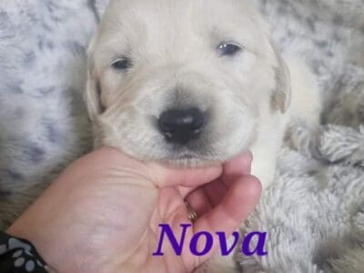 English Cream Golden Retriever