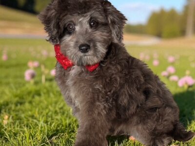 Prince Toy Aussiedoodle