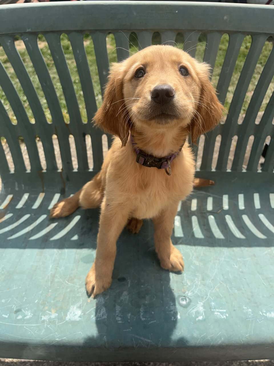 Female Golden Retrievers image 2