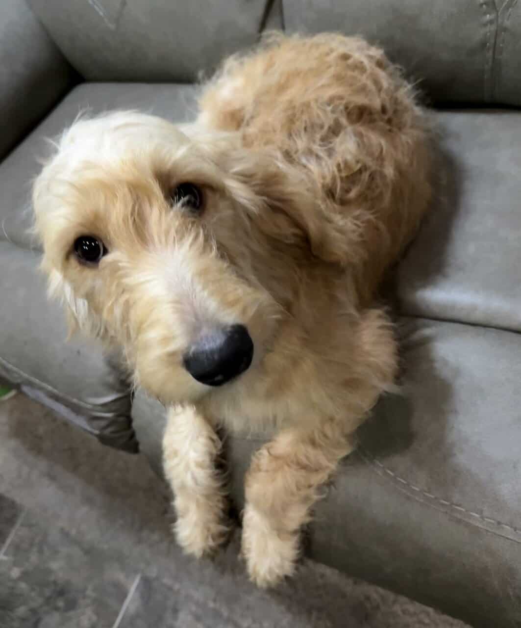 Goldendoodle Puppy - Golden Nugget image 9