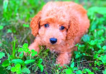 Male toy poodle red missing part of his front toe
