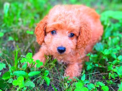 Male toy poodle red missing part of his front toe
