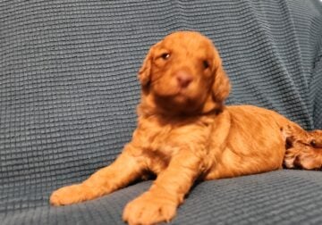2 male puppies