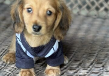 Mini Dachshund Puppies