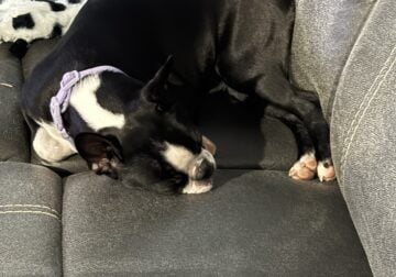 8 month old Boston Terrier