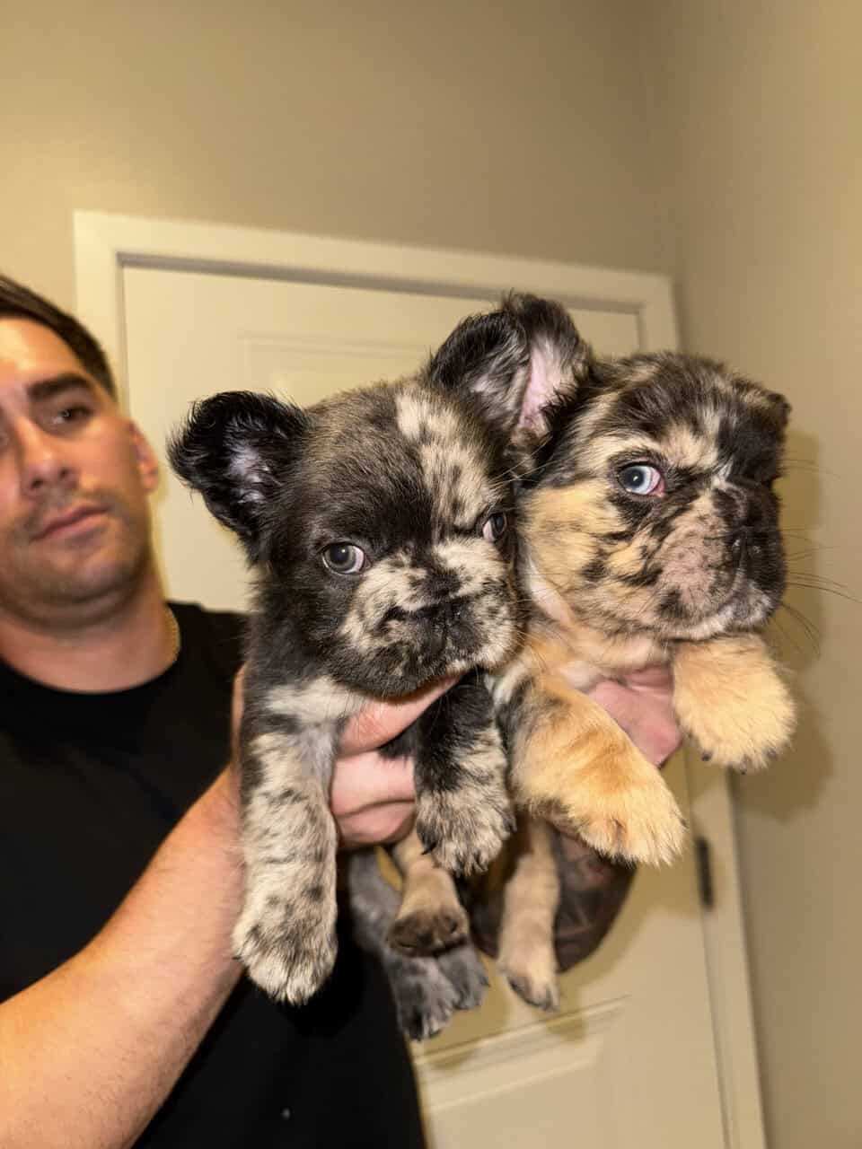 French Bulldog Pups Big Rope Fluffy Merle San Dieg image 6