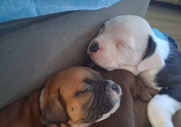 BULLOXER MIX PUPPIES 2 FEMALE 3 MALE