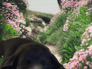 Cane Corso/ Mastiff puppies