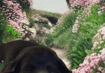Cane Corso/ Mastiff puppies