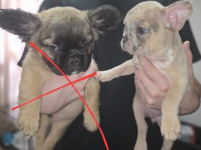 French bulldogs