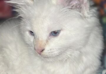 Siamese and Himalayan