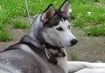 Beautiful Siberian Husky