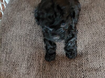 Male Black Yorkie-poo