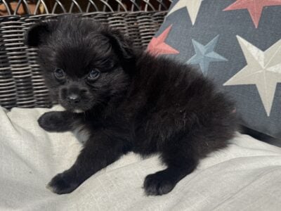 Pomeranian puppies