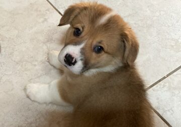American Corgi pup