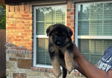 Showline German Shepherd puppies.