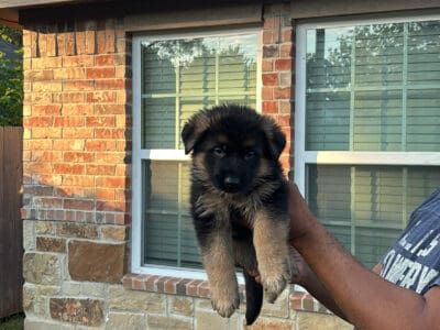 Showline German Shepherd puppies.