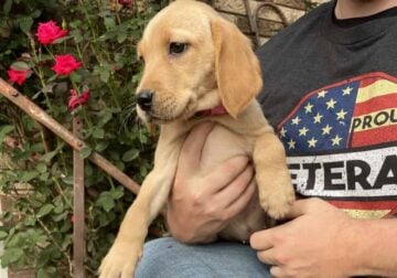 Goldador’s (golden labs)