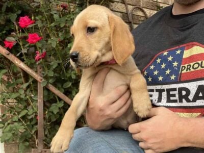 Goldador’s (golden labs)