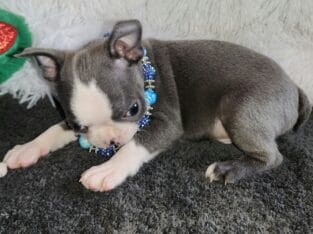 AKC BLUE BOSTONS TERRIER BOYS