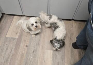 Sichon Designer Teddy Bear Puppies