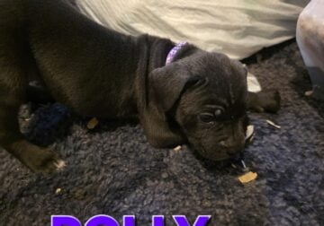 Female cane corso puppy