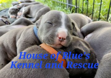 Blue Nose APBT Blue Male