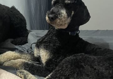 Male phantom poodle