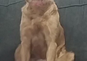 Looking for a great home