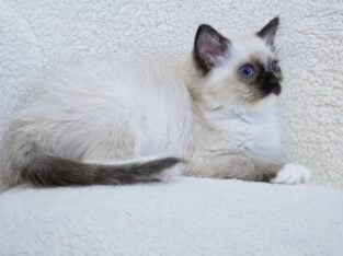 Ragdoll kitten